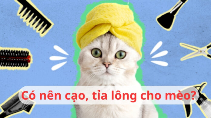 Meo.1 - Cạo tỉa lông cho mèo