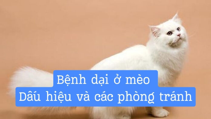 Bệnh dại ở mèo