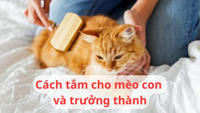 Cách tắm cho mèo con và mèo trưởng thành