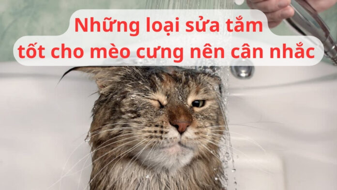 Meo.4 - Sữa tắm tốt cho mèo ảnh Sữa tắm tốt cho mèo