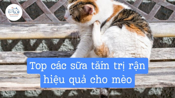 Sữa tắm trị rận cho mèo