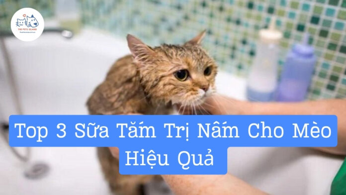 Top 3 Sữa Tắm Trị Nấm Da Cho Mèo