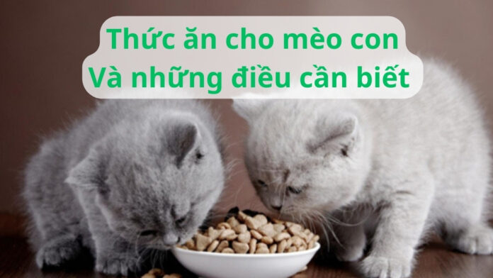 Thức ăn cho mèo con và những điều cần biết