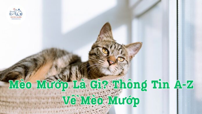 Mèo mướp