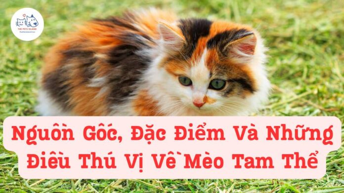 Mèo tam thể
